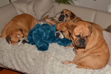 Continental Bulldog Paula bei den Seeblickbulls Continental Bulldog Paula bei den Seeblickbulls