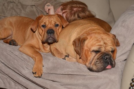 Continental Bulldog Paula bei den Seeblickbulls Continental Bulldog Paula bei den Seeblickbulls