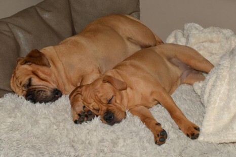 Continental Bulldog Paula bei den Seeblickbulls Continental Bulldog Paula bei den Seeblickbulls