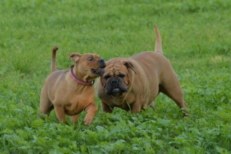 Continental Bulldog Paula bei den Seeblickbulls Continental Bulldog Paula bei den Seeblickbulls