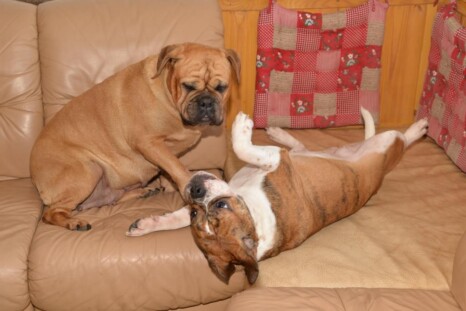 Continental Bulldog Paula bei den Seeblickbulls Continental Bulldog Paula bei den Seeblickbulls