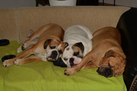 Continental Bulldog Paula bei den Seeblickbulls Continental Bulldog Paula bei den Seeblickbulls