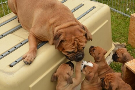 Continental Bulldog Paula bei den Seeblickbulls Continental Bulldog Paula bei den Seeblickbulls