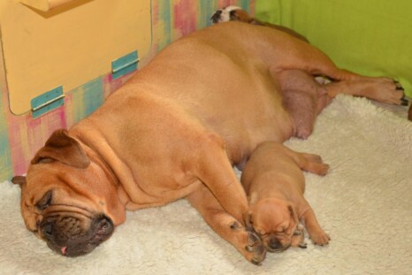 Continental Bulldog Paula bei den Seeblickbulls Continental Bulldog Paula bei den Seeblickbulls