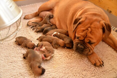 Continental Bulldog Paula bei den Seeblickbulls Continental Bulldog Paula bei den Seeblickbulls