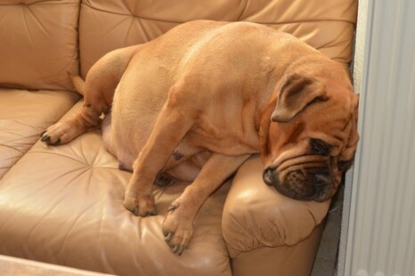Continental Bulldog Paula bei den Seeblickbulls Continental Bulldog Paula bei den Seeblickbulls