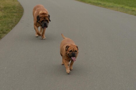 Continental Bulldog Paula bei den Seeblickbulls Continental Bulldog Paula bei den Seeblickbulls