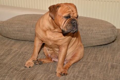 Continental Bulldog Paula bei den Seeblickbulls Continental Bulldog Paula bei den Seeblickbulls