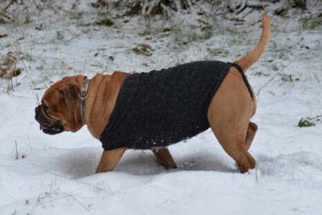 Continental Bulldog Paula bei den Seeblickbulls Continental Bulldog Paula bei den Seeblickbulls