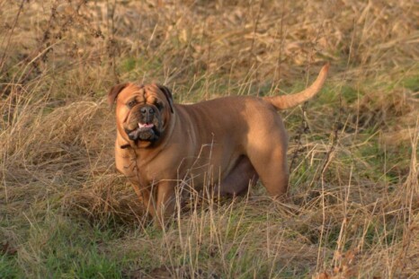 Continental Bulldog Paula bei den Seeblickbulls Continental Bulldog Paula bei den Seeblickbulls