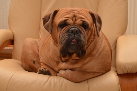 Continental Bulldog Paula bei den Seeblickbulls Continental Bulldog Paula bei den Seeblickbulls