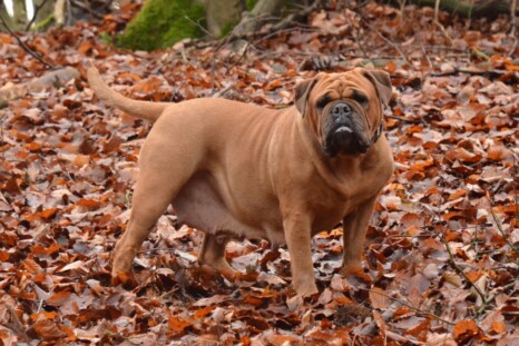 Continental Bulldog Paula bei den Seeblickbulls Continental Bulldog Paula bei den Seeblickbulls