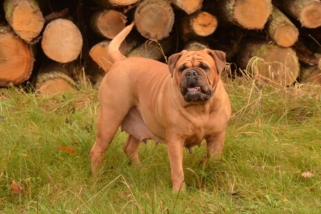 Continental Bulldog Paula bei den Seeblickbulls Continental Bulldog Paula bei den Seeblickbulls