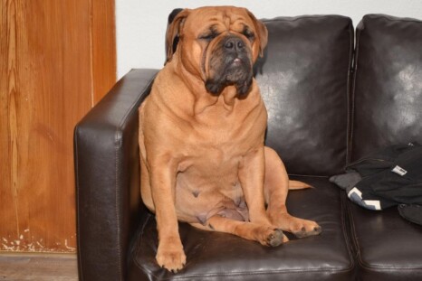 Continental Bulldog Paula bei den Seeblickbulls Continental Bulldog Paula bei den Seeblickbulls