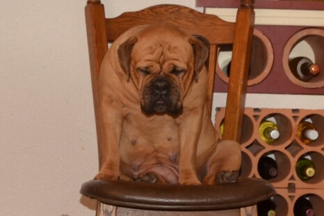 Continental Bulldog Paula bei den Seeblickbulls Continental Bulldog Paula bei den Seeblickbulls