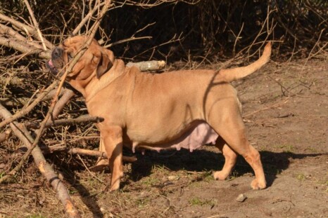 Continental Bulldog Paula bei den Seeblickbulls Continental Bulldog Paula bei den Seeblickbulls