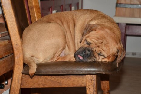 Continental Bulldog Paula bei den Seeblickbulls Continental Bulldog Paula bei den Seeblickbulls