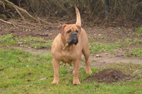 Continental Bulldog Paula bei den Seeblickbulls Continental Bulldog Paula bei den Seeblickbulls