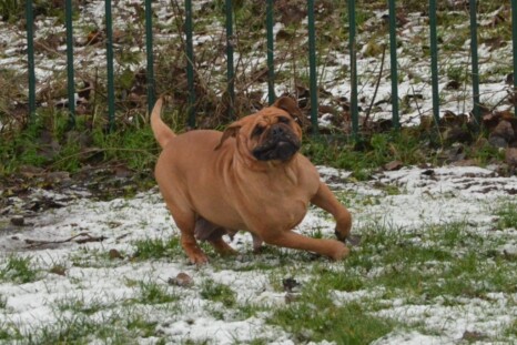Continental Bulldog Paula bei den Seeblickbulls Continental Bulldog Paula bei den Seeblickbulls