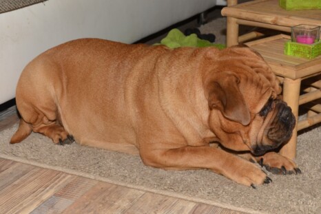 Continental Bulldog Paula bei den Seeblickbulls Continental Bulldog Paula bei den Seeblickbulls