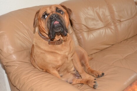 Continental Bulldog Paula bei den Seeblickbulls Continental Bulldog Paula bei den Seeblickbulls