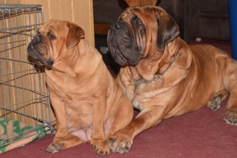 Continental Bulldog Paula bei den Seeblickbulls Continental Bulldog Paula bei den Seeblickbulls