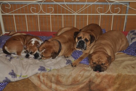 Continental Bulldog Paula bei den Seeblickbulls Continental Bulldog Paula bei den Seeblickbulls