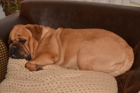 Continental Bulldog Paula bei den Seeblickbulls Continental Bulldog Paula bei den Seeblickbulls