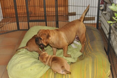 Continental Bulldog Paula bei den Seeblickbulls Continental Bulldog Paula bei den Seeblickbulls