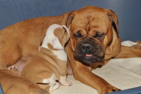 Continental Bulldog Paula bei den Seeblickbulls Continental Bulldog Paula bei den Seeblickbulls