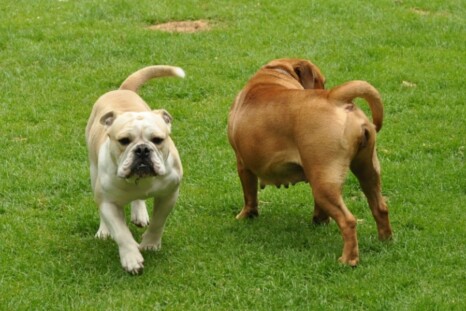Continental Bulldog Paula bei den Seeblickbulls Continental Bulldog Paula bei den Seeblickbulls
