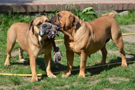 Continental Bulldog Paula bei den Seeblickbulls Continental Bulldog Paula bei den Seeblickbulls