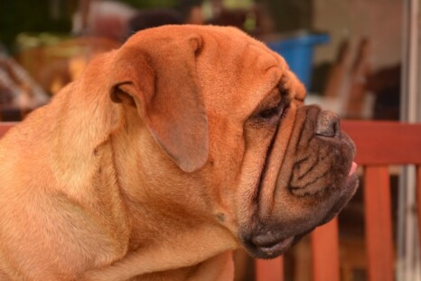 Continental Bulldog Paula bei den Seeblickbulls Continental Bulldog Paula bei den Seeblickbulls