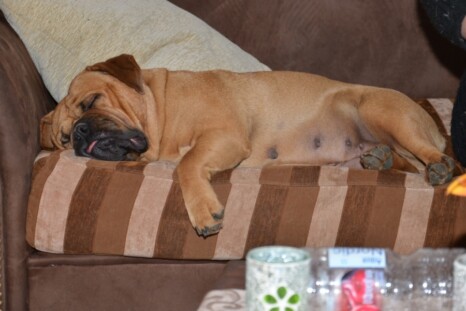 Continental Bulldog Paula bei den Seeblickbulls Continental Bulldog Paula bei den Seeblickbulls
