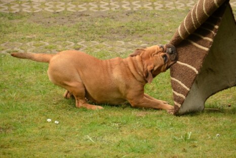 Continental Bulldog Paula bei den Seeblickbulls Continental Bulldog Paula bei den Seeblickbulls
