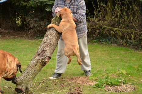Continental Bulldog Paula bei den Seeblickbulls Continental Bulldog Paula bei den Seeblickbulls