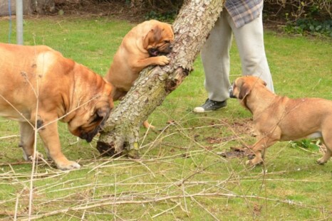 Continental Bulldog Paula bei den Seeblickbulls Continental Bulldog Paula bei den Seeblickbulls