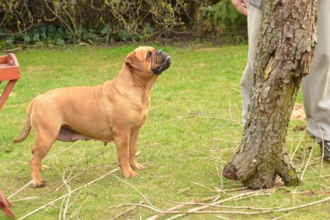 Continental Bulldog Paula bei den Seeblickbulls Continental Bulldog Paula bei den Seeblickbulls