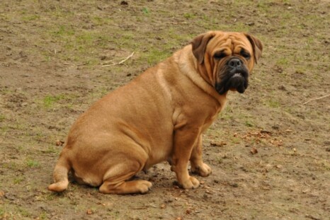 Continental Bulldog Paula bei den Seeblickbulls Continental Bulldog Paula bei den Seeblickbulls
