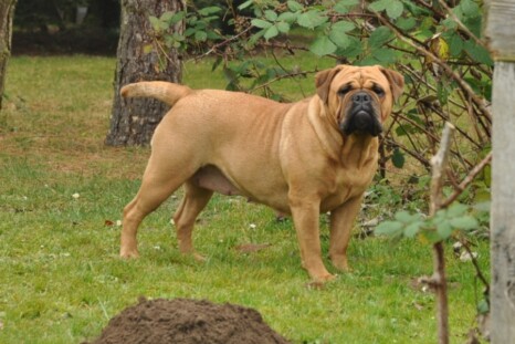 Continental Bulldog Paula bei den Seeblickbulls Continental Bulldog Paula bei den Seeblickbulls