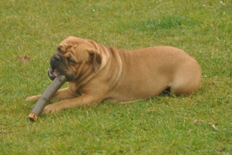 Continental Bulldog Paula bei den Seeblickbulls Continental Bulldog Paula bei den Seeblickbulls