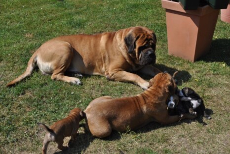 Continental Bulldog Paula bei den Seeblickbulls Continental Bulldog Paula bei den Seeblickbulls