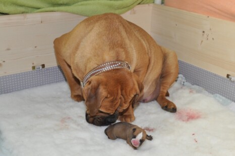 Continental Bulldog Paula bei den Seeblickbulls Continental Bulldog Paula bei den Seeblickbulls
