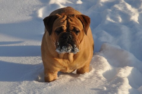 Continental Bulldog Paula bei den Seeblickbulls Continental Bulldog Paula bei den Seeblickbulls