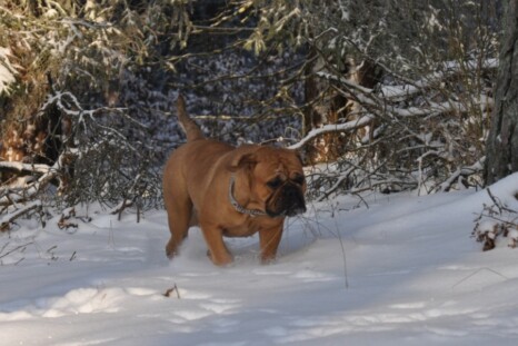 Continental Bulldog Paula bei den Seeblickbulls Continental Bulldog Paula bei den Seeblickbulls