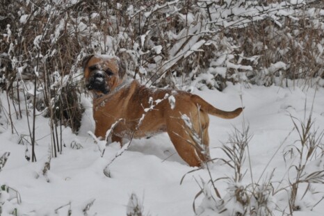 Continental Bulldog Paula bei den Seeblickbulls Continental Bulldog Paula bei den Seeblickbulls