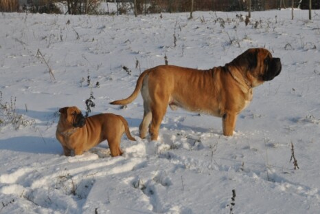Continental Bulldog Paula bei den Seeblickbulls Continental Bulldog Paula bei den Seeblickbulls