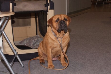 Continental Bulldog Paula bei den Seeblickbulls Continental Bulldog Paula bei den Seeblickbulls