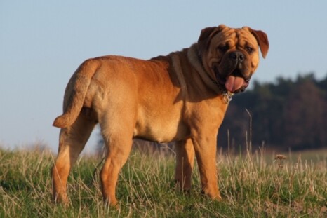 Continental Bulldog Paula bei den Seeblickbulls Continental Bulldog Paula bei den Seeblickbulls