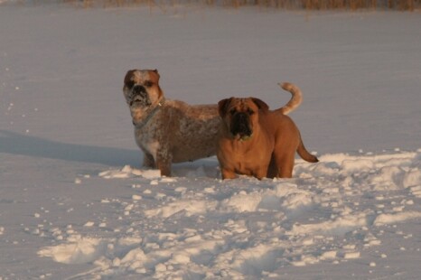 Continental Bulldog Paula bei den Seeblickbulls Continental Bulldog Paula bei den Seeblickbulls